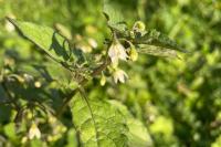 Solanum nigrum