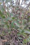 Ligustrum vulgare