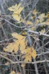 Crataegus monogyna