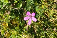 Erodium cicutarium