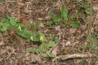 Primula veris