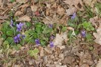 Viola odorata