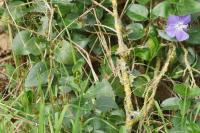 Vinca major