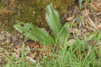 Himantoglossum hircinum