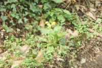 Primula veris