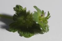 Lamium hybridum