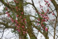 Prunus persica