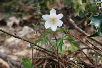 Anemone nemorosa