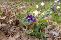 Pulmonaria longifolia