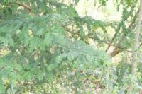 Taxus baccata