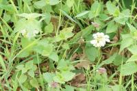 Lamium album