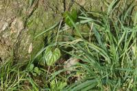 Dioscorea communis