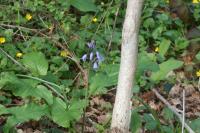 Hyacinthoides non-scripta