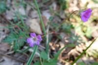 Geranium columbinum