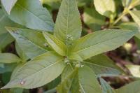Mercurialis perennis