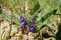 Pulmonaria longifolia
