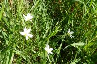 Rabelera holostea