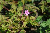 Geranium robertianum