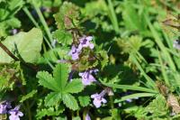 Glechoma hederacea