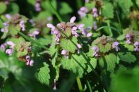Lamium purpureum