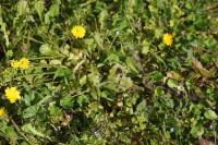 Crepis sancta