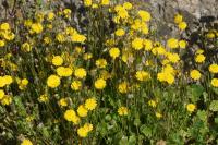 Crepis sancta