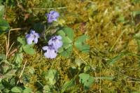 Glechoma hederacea