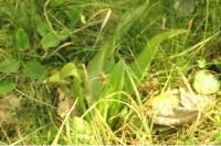 Himantoglossum hircinum