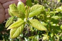 Crataegus germanica