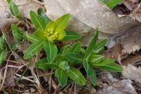 Euphorbia hyberna