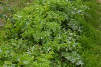 Silybum marianum