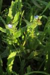 Lycopsis arvensis