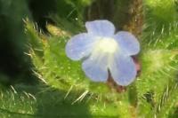 Lycopsis arvensis