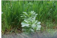 Vicia faba