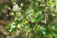 Prunus mahaleb