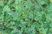 Medicago arabica