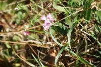 Silene gallica
