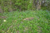 Aegonychon purpurocaeruleum