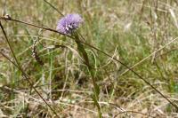 Globularia bisnagarica