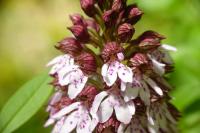 Orchis purpurea