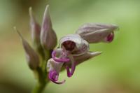 Orchis simia