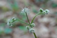 Sanicula europaea