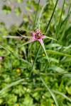 Tragopogon porrifolius