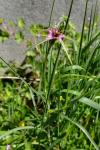 Tragopogon porrifolius