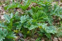 Heracleum mantegazzianum