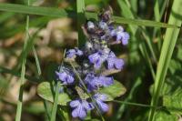 Ajuga reptans