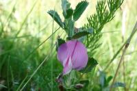 Ononis spinosa subsp. procurrens