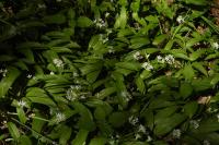 Allium ursinum