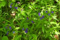 Aegonychon purpurocaeruleum