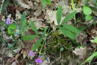 Lathyrus linifolius